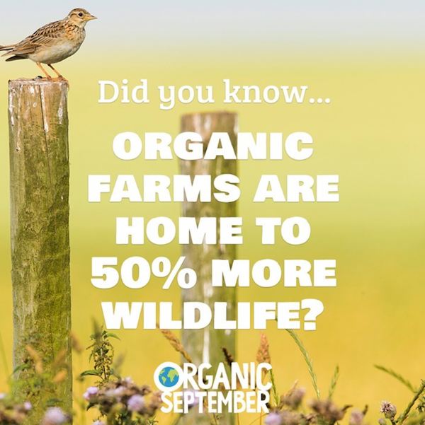 Understanding Sustainability: Reasons To Choose Organic