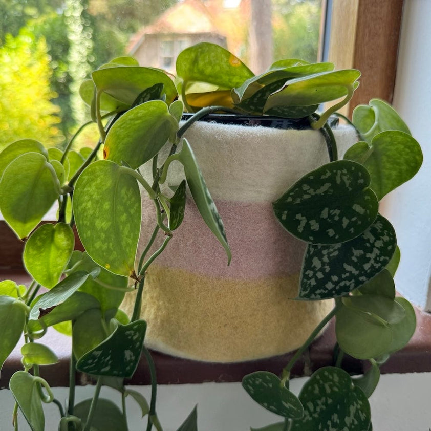 Fairtrade Stripe Wool Felt Plant Pot Covers Yellow Pink 4 sizes| &Keep