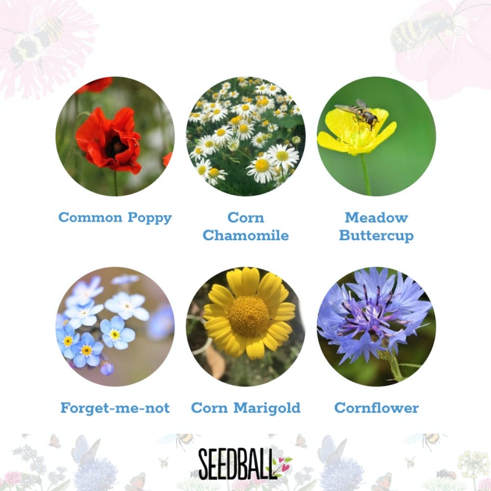 Seedball Wildflower Jars &Keep