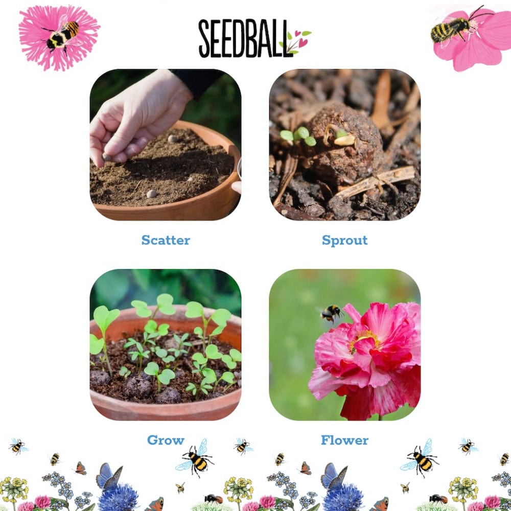 Seedball Wildflower Jars &Keep