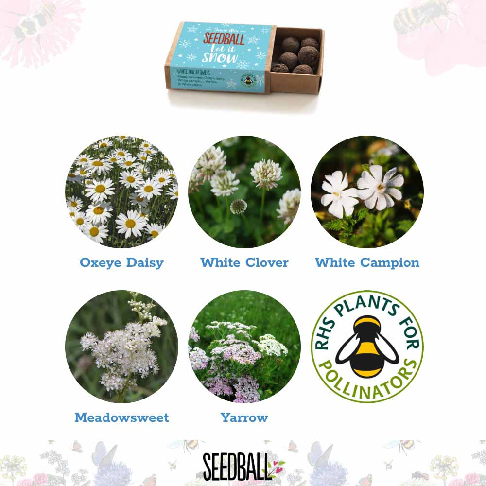 Wildflower Stocking Filler Seedball Box &Keep