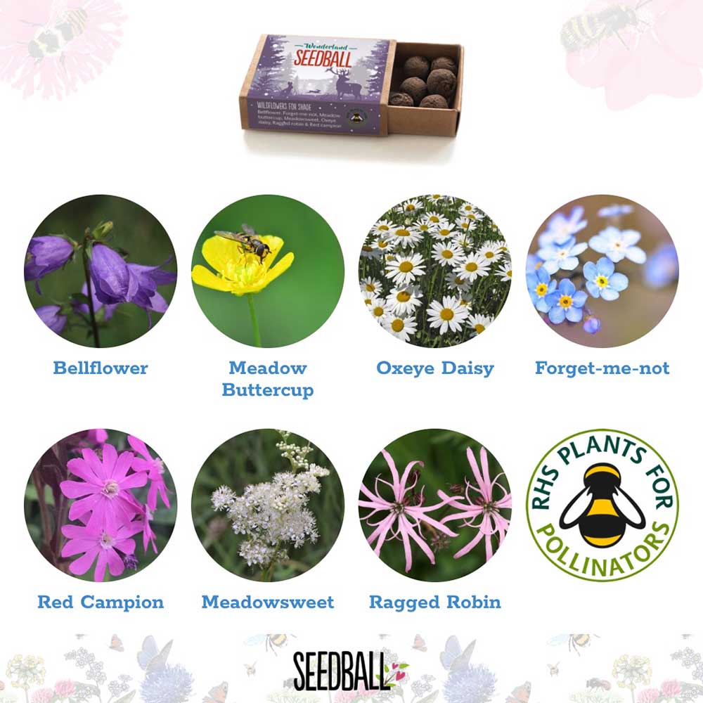 Wildflower Stocking Filler Seedball Box &Keep