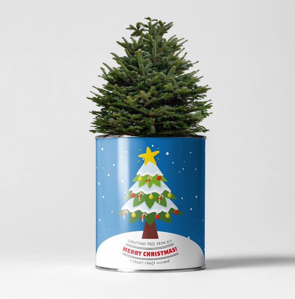 Christmas Tree Growing Kit by The Plant Gift Co. &Keep