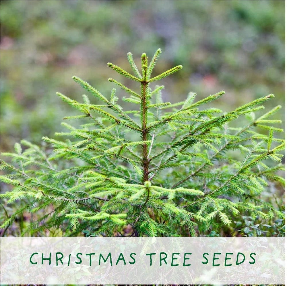 Christmas Tree Growing Kit by The Plant Gift Co. &Keep