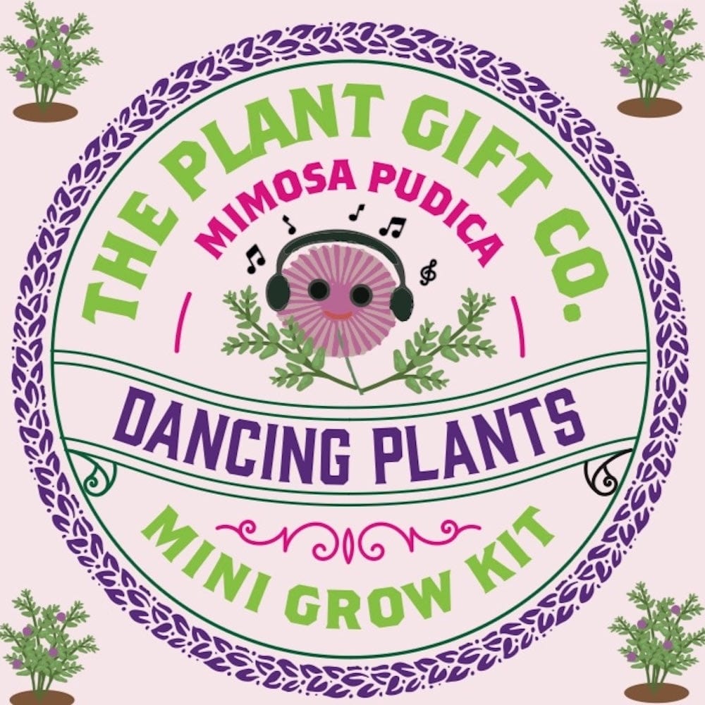 Dancing Plants Mini Grow Kit by The Plant Gift Co. &Keep