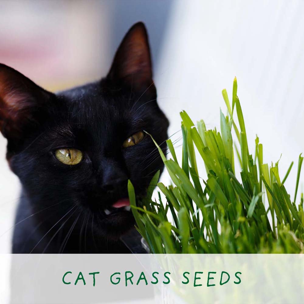 Grow Cat Grass Mini Grow Kit by The Plant Gift Co. &Keep
