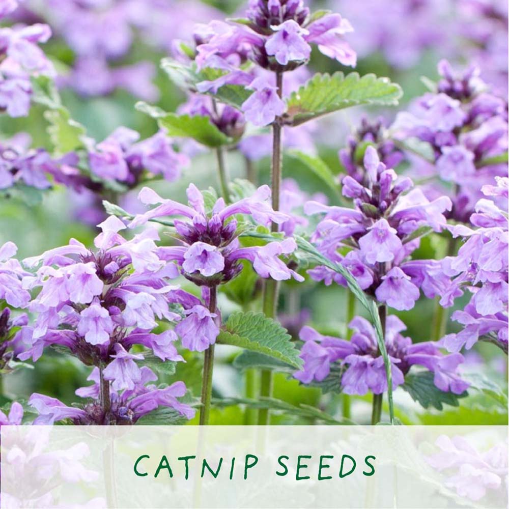 Grow Cat Treats Mini Grow Kit by The Plant Gift Co. &Keep