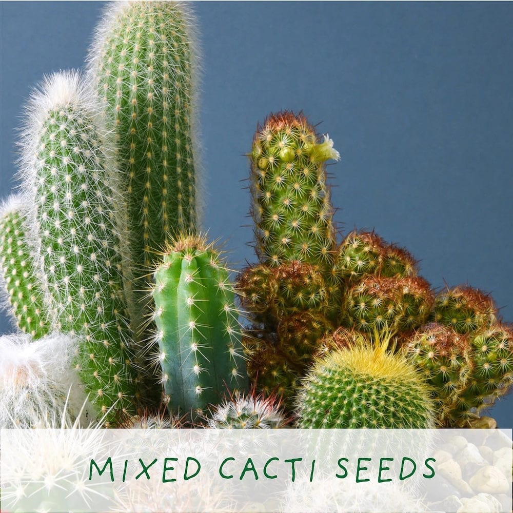 Prick N' Mix Cactus Plants Growing Kit by The Plant Gift Co. &Keep