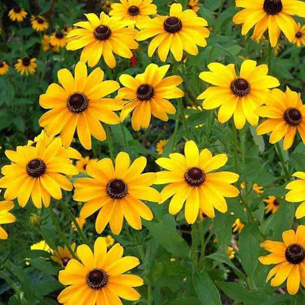Dwarf Sunflower seeds for bees Filberts &Keep