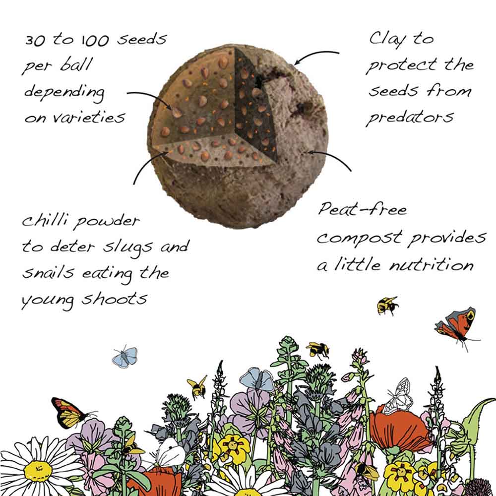 Bee Seedball Wildflower Boxes &Keep
