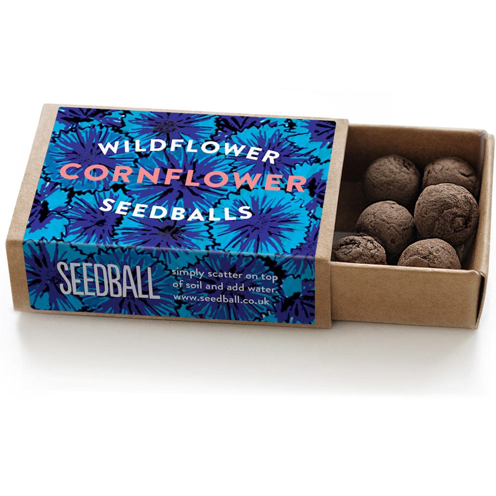 Cornflower Seedball Wildflower Boxes &Keep