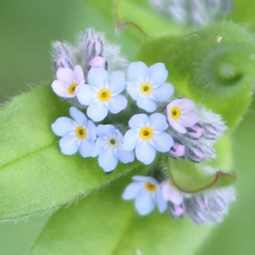 Forget-Me-Not Seedball Wildflower Boxes &Keep