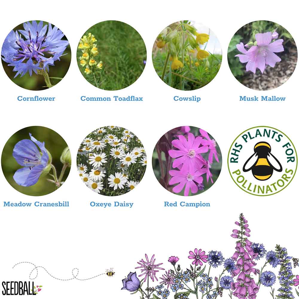 Seedball Wildflower Grab Bag - Garden Meadow Mix &Keep